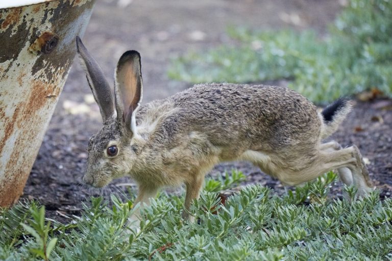 Western Hare