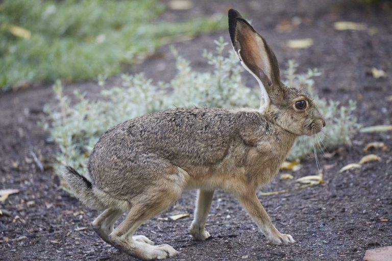 Western Hare