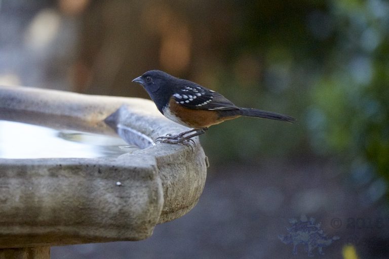 Spotted Towhee