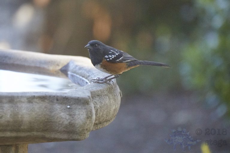 Spotted Towhee
