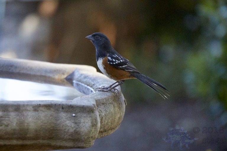 Spotted Towhee