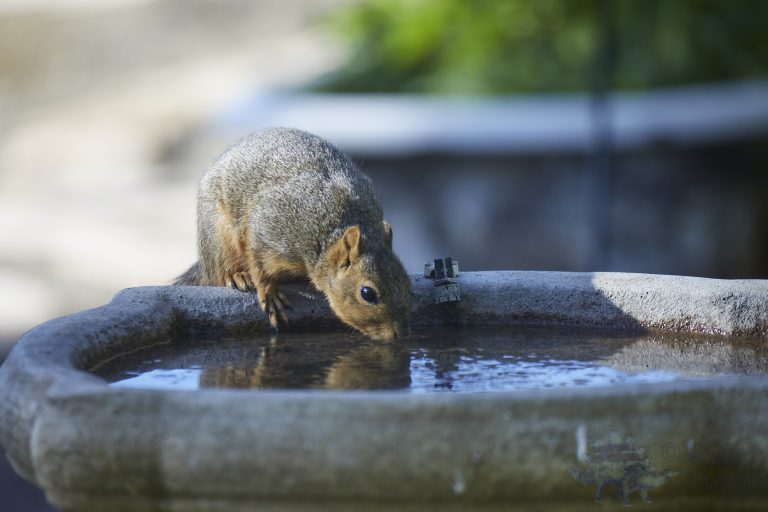 Fox Squirrel