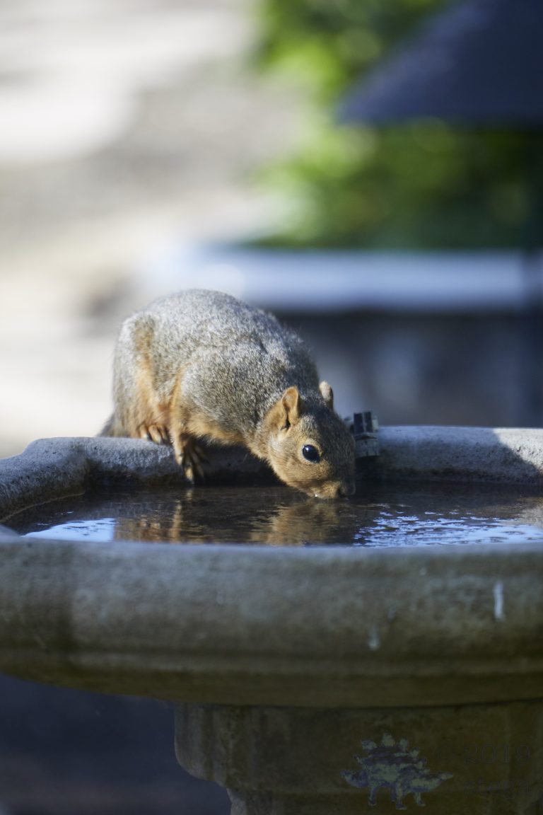 Fox Squirrel