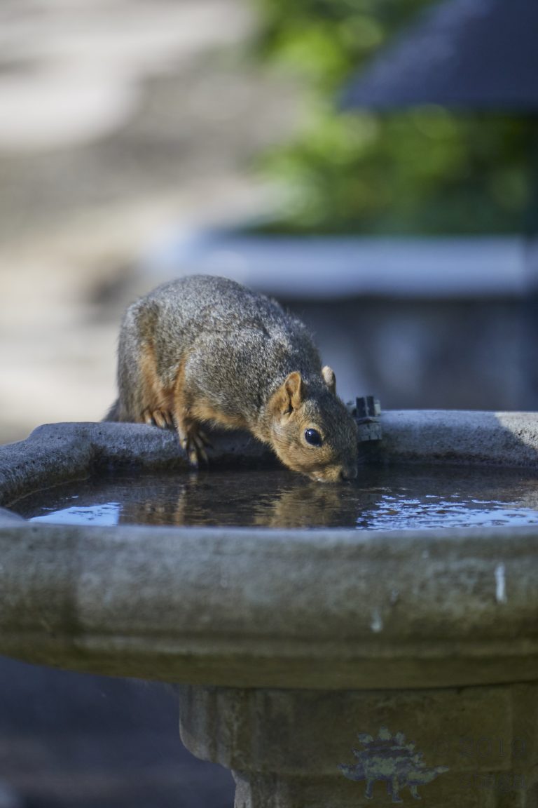 Fox Squirrel