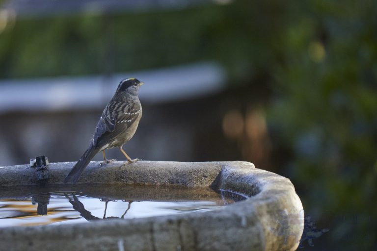 White-Crowned Sparrow