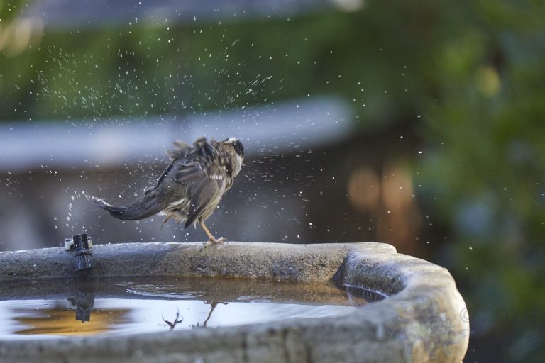 White-Crowned Sparrow