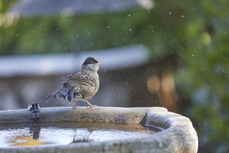 White-Crowned Sparrow
