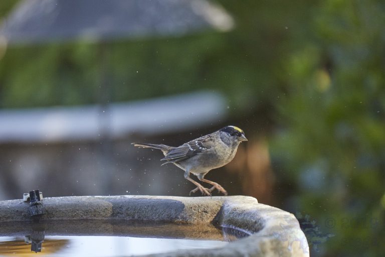 Gold-Crowned Sparrow