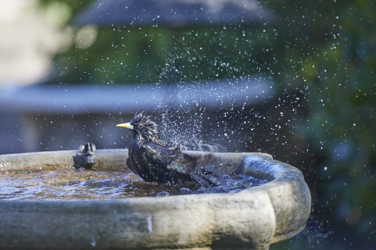 European Starling
