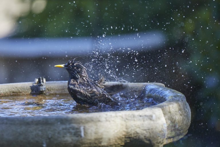 European Starling