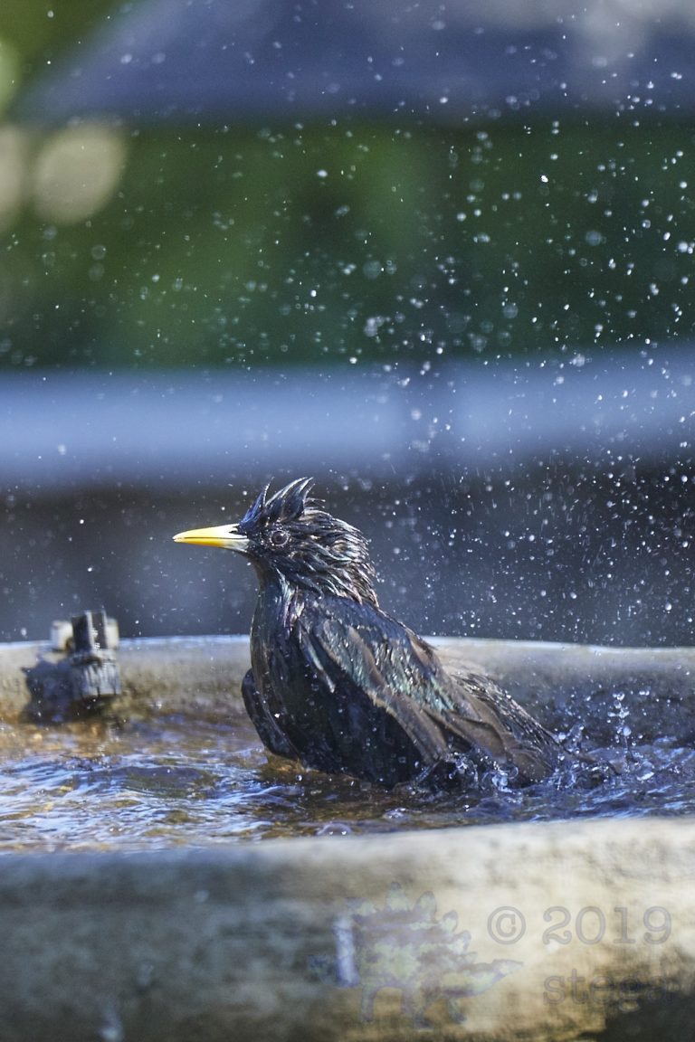 European Starling