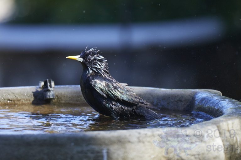 European Starling