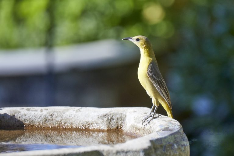 Hooded Oriole