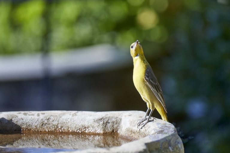 Hooded Oriole