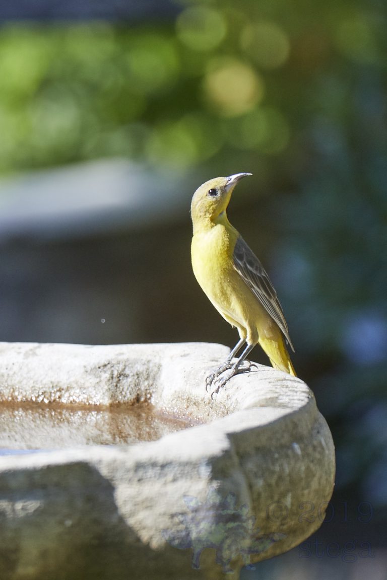 Hooded Oriole