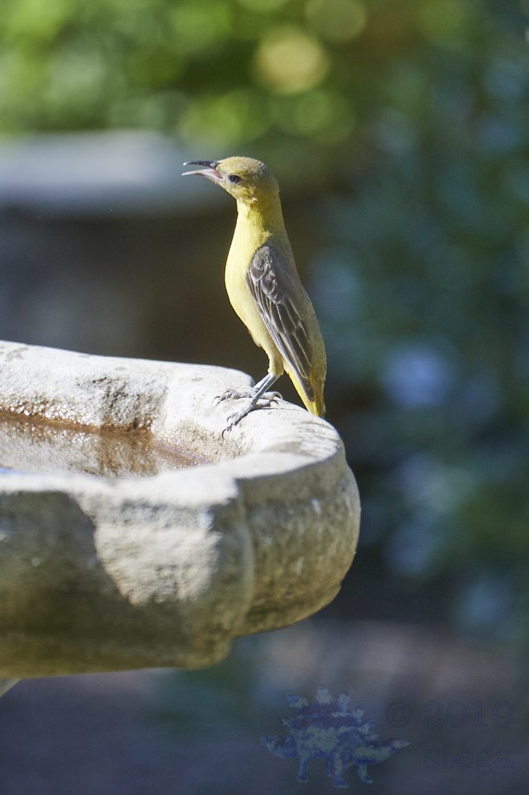Hooded Oriole