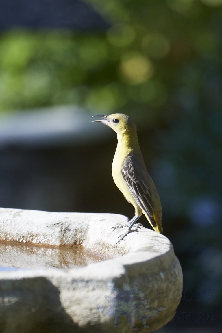 Hooded Oriole