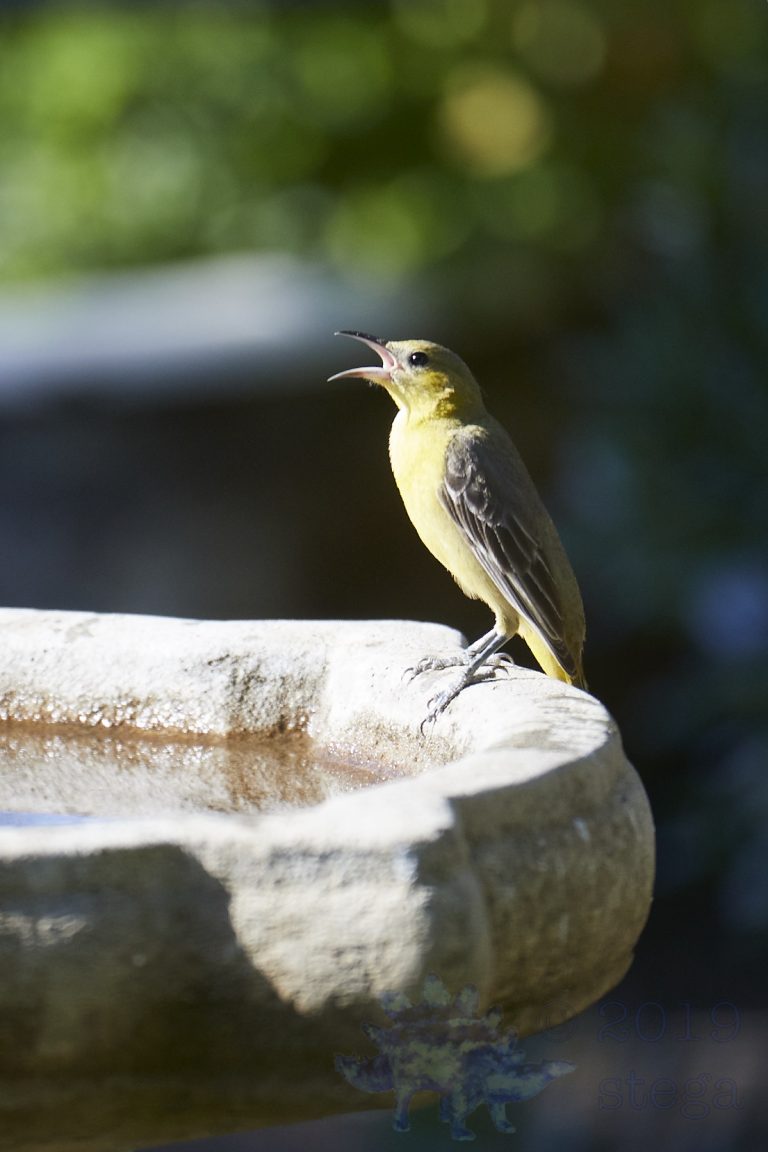 Hooded Oriole