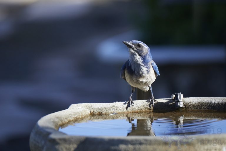 California Scrub Jay Week (21/36)