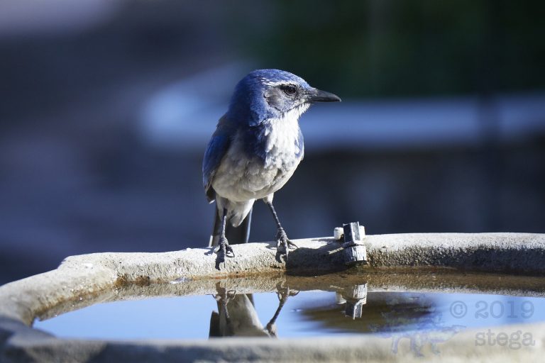 California Scrub Jay Week (32/36)