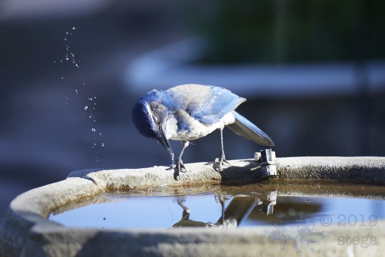 California Scrub Jay Week (3/36)
