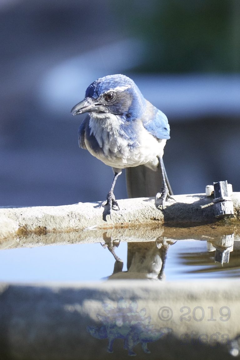 California Scrub Jay