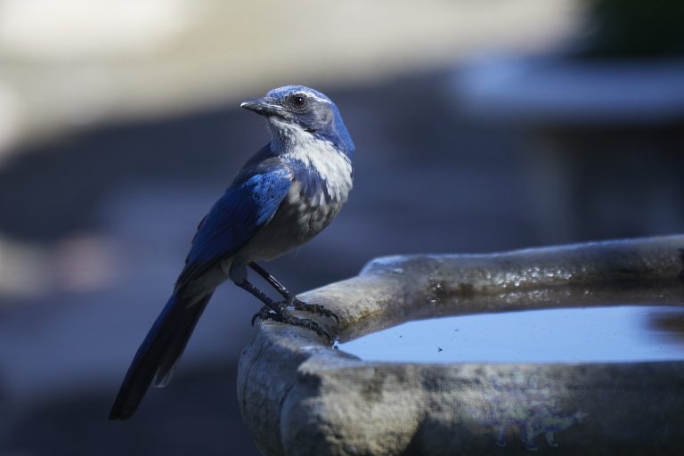 California Scrub Jay Week (22/36)