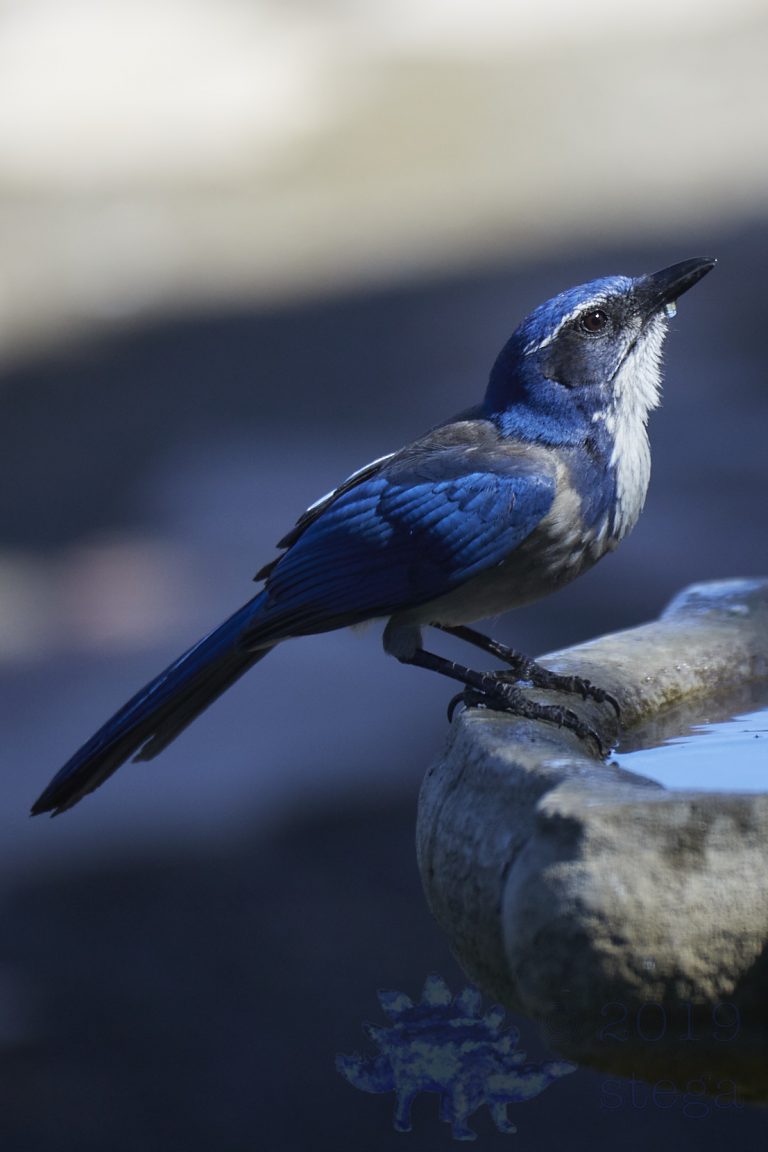 California Scrub Jay