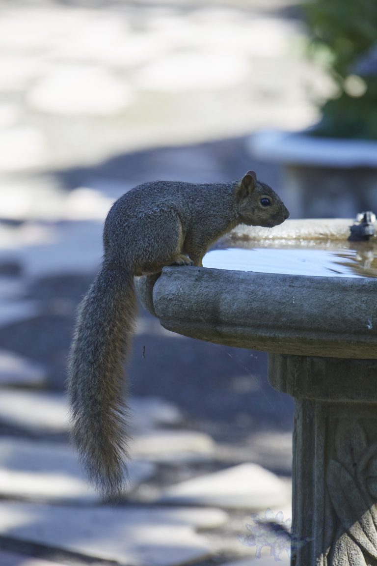 Fox Squirrel
