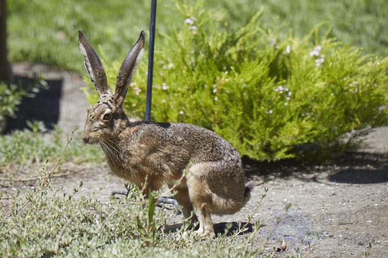 Western Hare