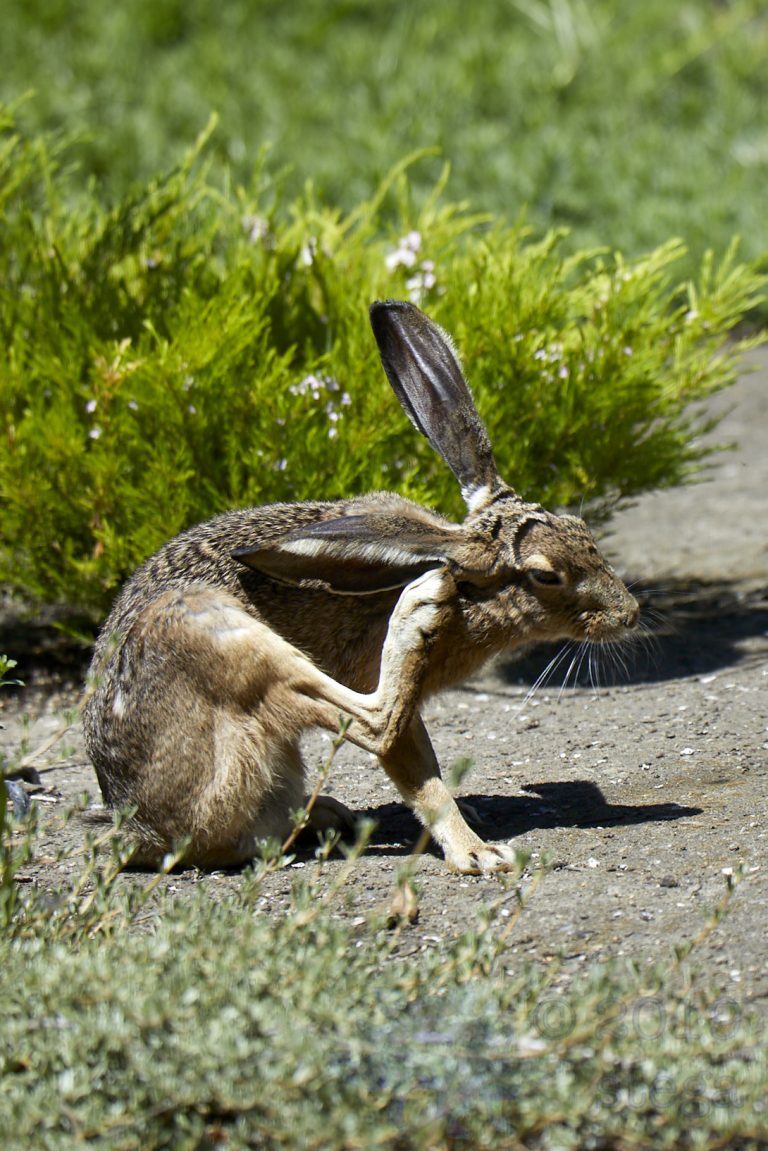 Western Hare