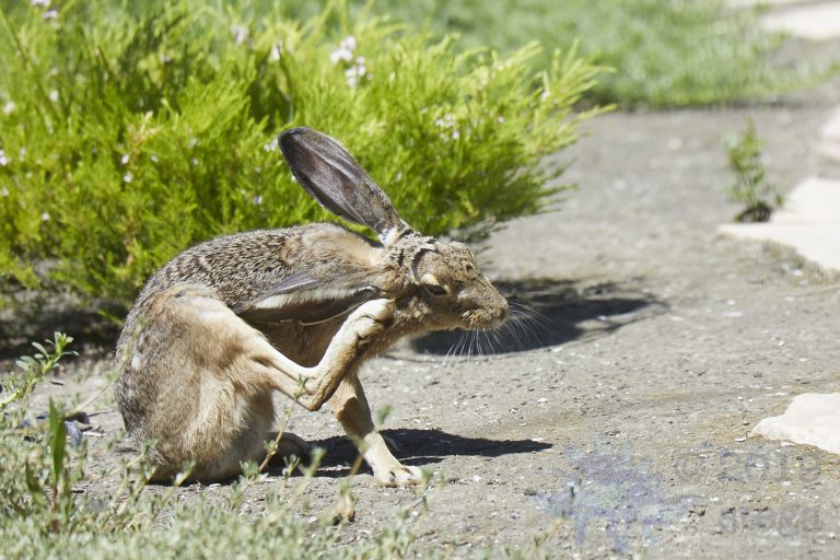 Western Hare