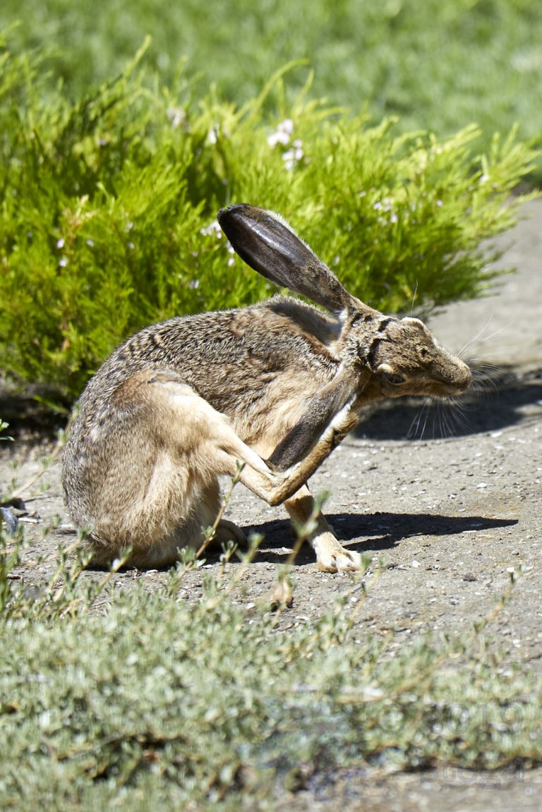 Western Hare
