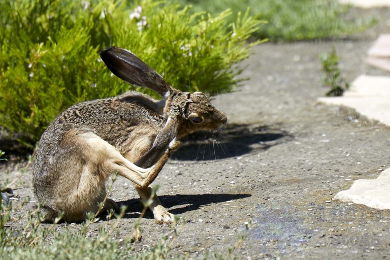 Western Hare