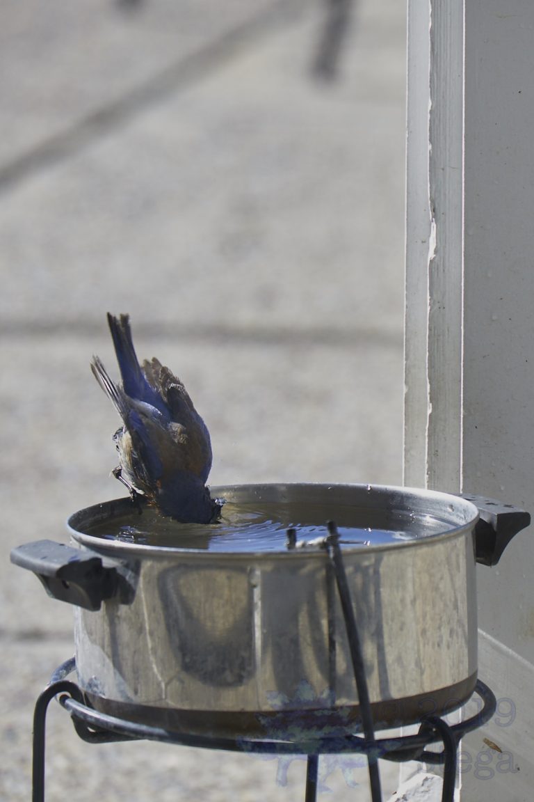 Outside: Western Bluebird (3 Images)