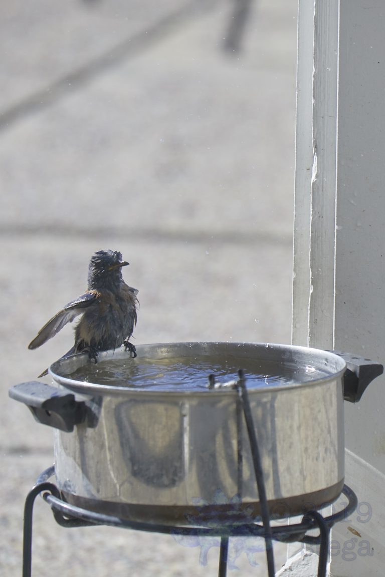 Old School Week: Western Bluebird