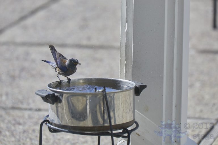 Outside: Western Bluebird