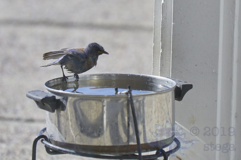 Old School Week: Western BlueBird