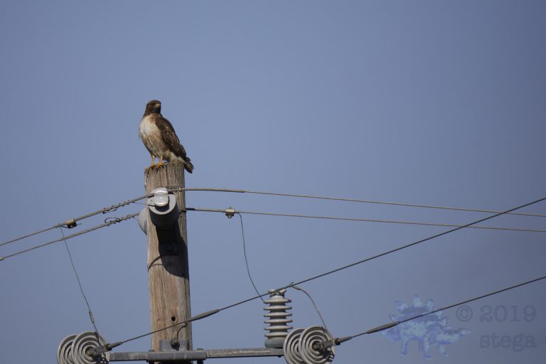 Outside: Red-Tailed Hawk