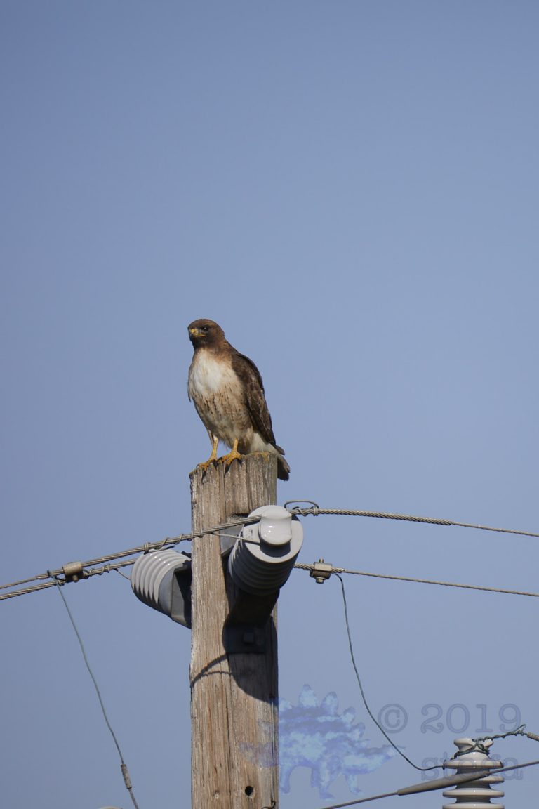 Outside: Red-Tailed Hawk