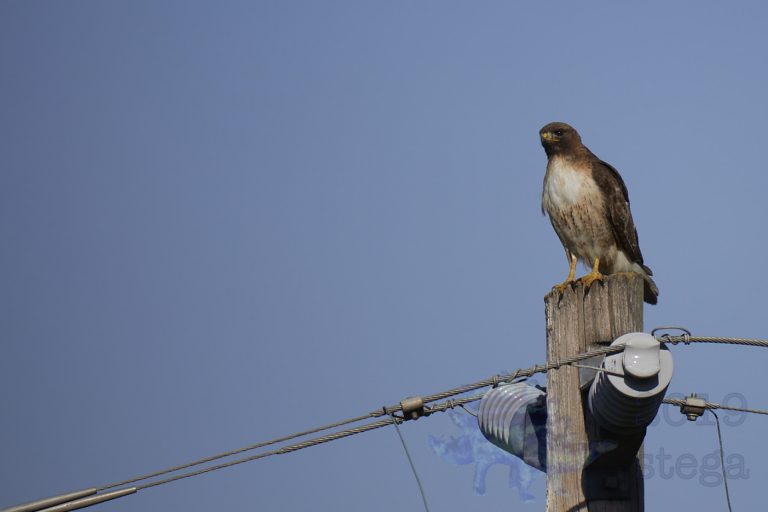 Outside: Red-tailed Hawk