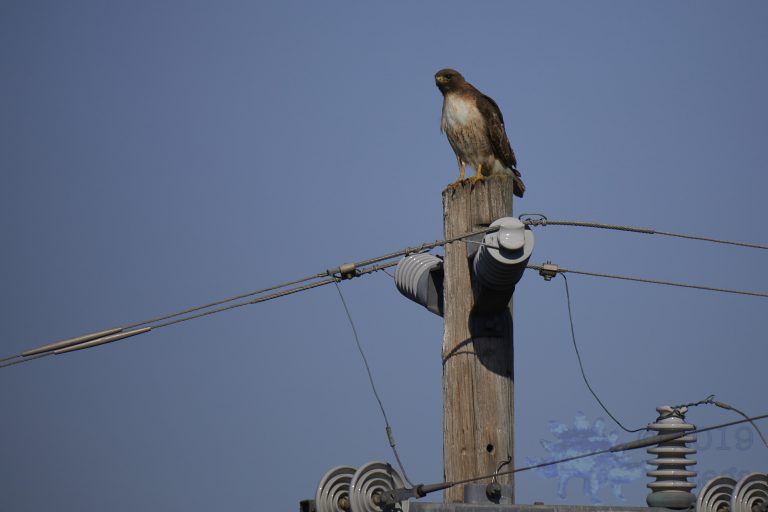 Outside: Red-tailed Hawk