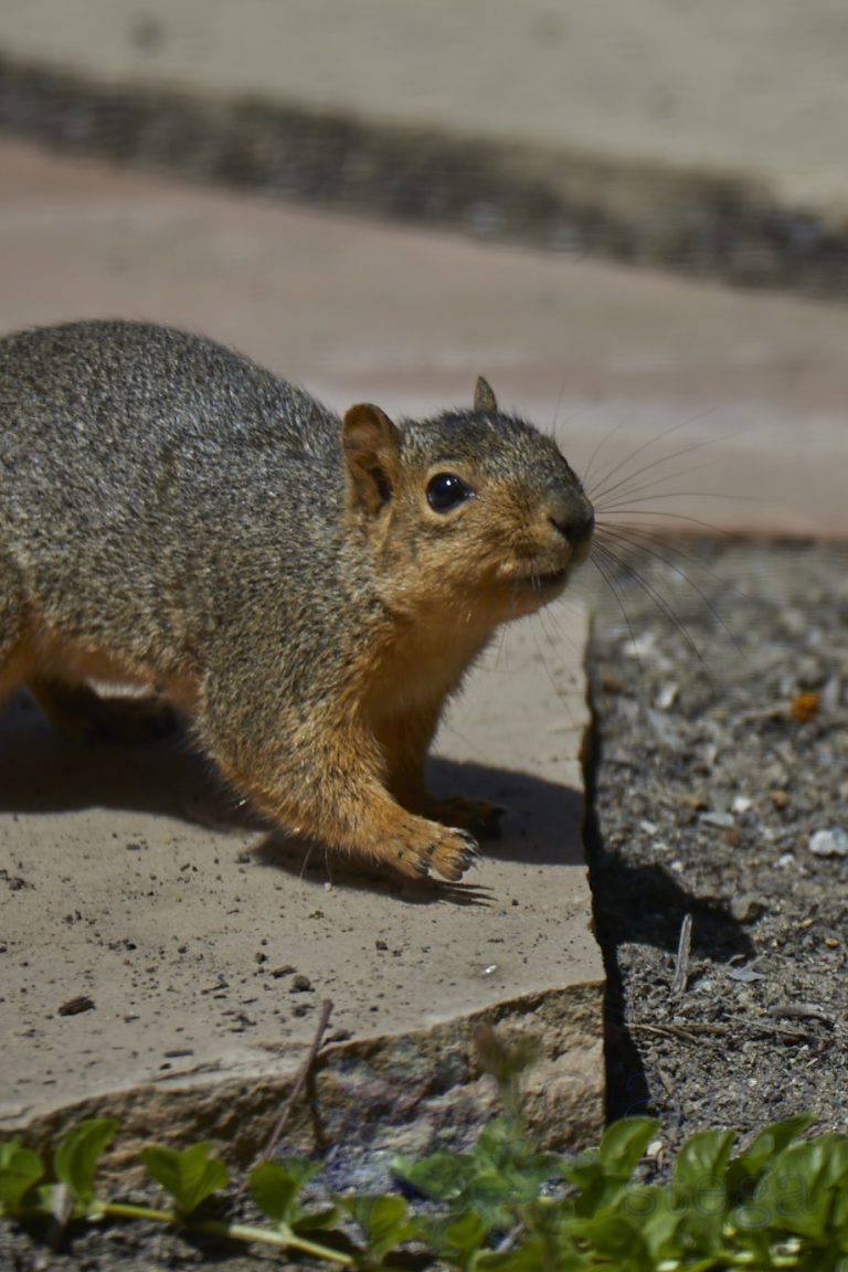 Fox Squirrel