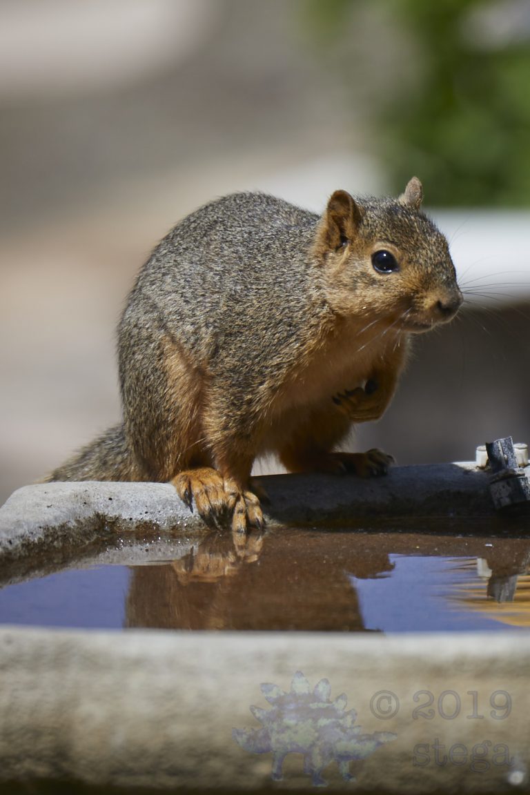 Fox Squirrel