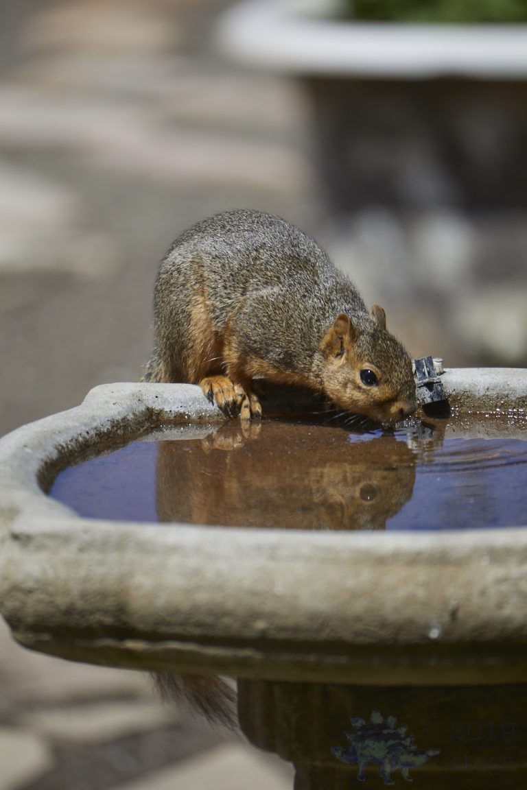 Fox Squirrel