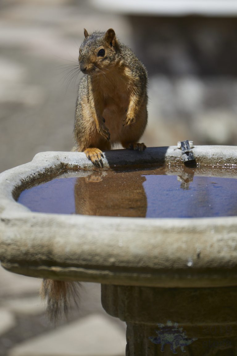 Fox Squirrel