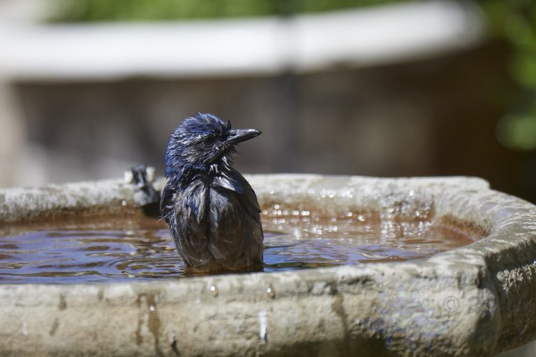 California Scrub Jay Week (4/36)