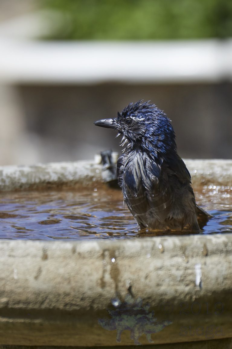 California Scrub Jay Week (23/36)