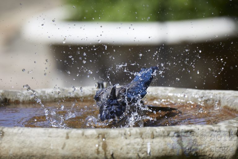 California Scrub Jay