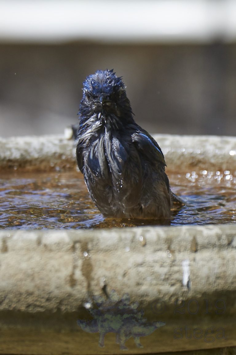 California Scrub Jay